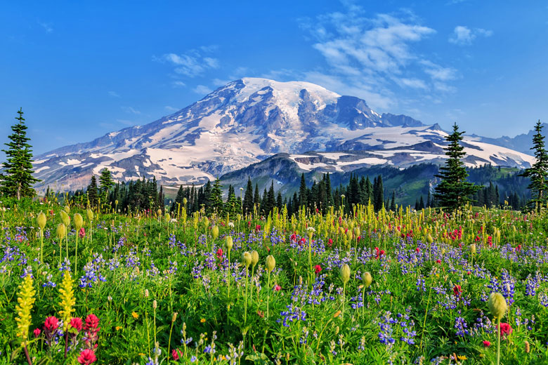 Oregon State Woodland Vista